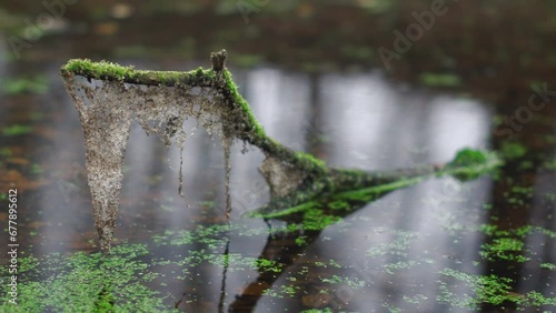 a branch sticking out of a swamp lake covered with green moss with dried duckweed over the surface of the water in autumn forest. sliding shot