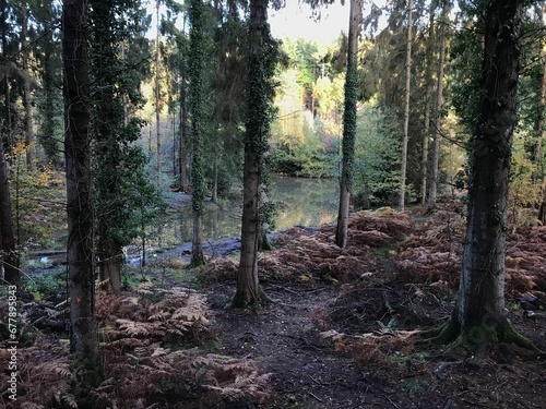 Trees in a forest near a river