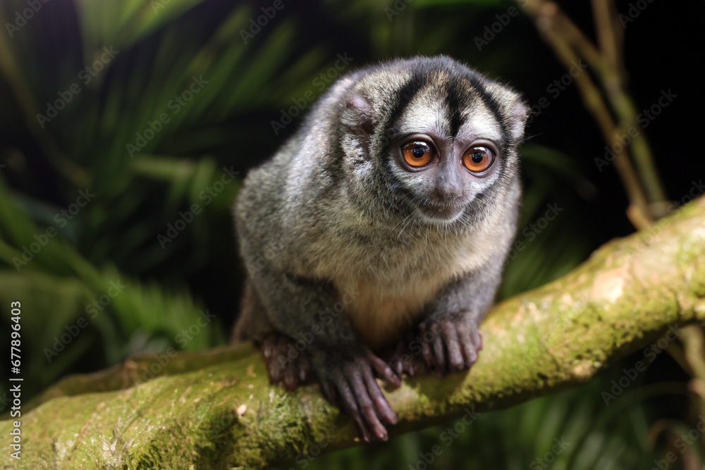 Night monkey, also known as owl monkey or douroucouli