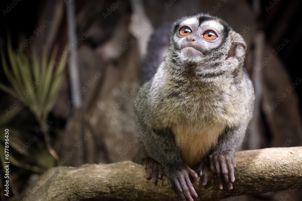 Night monkey, also known as owl monkey or douroucouli