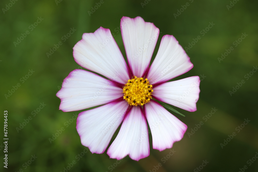 beautiful pink cosmos flower in the park