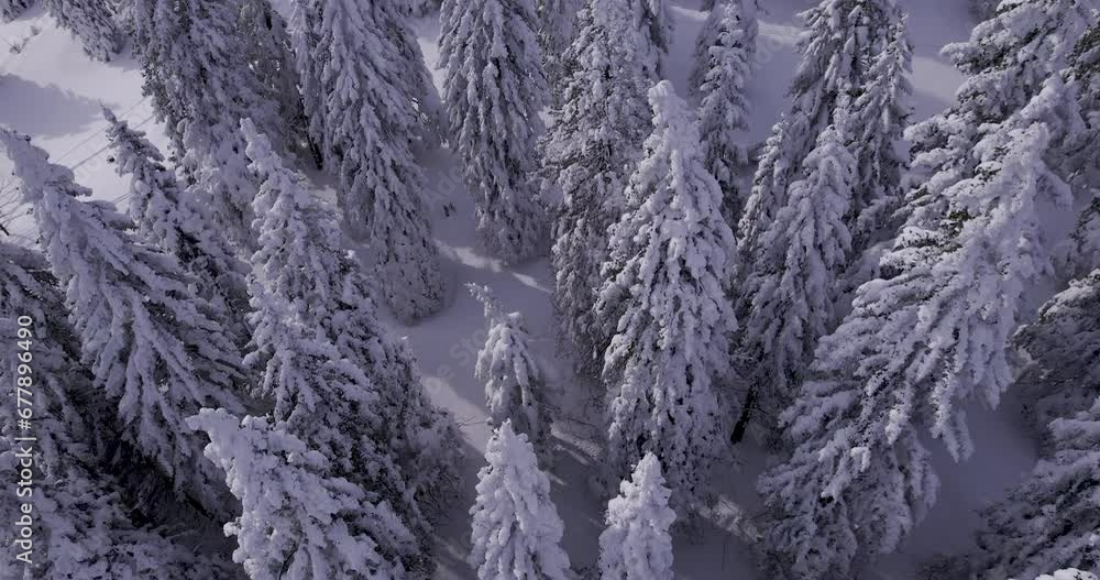 Aerial - Flying above snow capped spruce trees at Velika Planina, Slovenia Aerial - Flying above snow capped spruce trees at Velika Planina, Slovenia