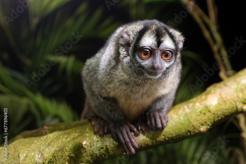 Night monkey, also known as owl monkey or douroucouli photo