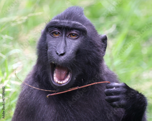 close up view of cute crested macaque (macaca nigra) monkey in wildlife
