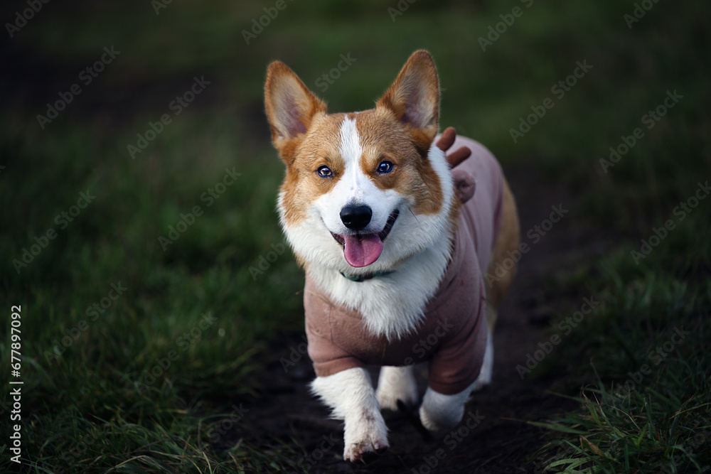 2023-11-12 A STRAIGHT ON SHOT OF A ADULT CORGI RUNNING IN GRASS WITH A SEWATER ON IN THE OFF LEASH DOG PARK AT MARYMOOR DOG PARK IN REDMOND WASHINGTON 2023-11-12 A STRAIGHT ON SHOT OF A ADULT CORGI RUNNING IN GRASS WITH A SEWATER ON IN THE OFF LEASH DOG PARK AT MARYMOOR DOG PARK IN REDMOND WASHINGTON