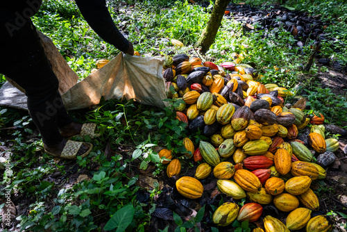Close-up of cocoa pods collected by a female farmer during the harvest ready to be opened photo