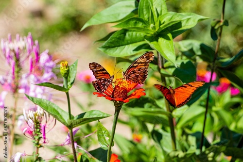 Selective shot of Mexican silverspot (Dione moneta) butterflies  on flowers in a garden photo