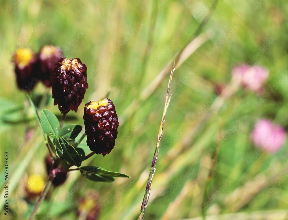 Selective focus of Blackberries growing on a green branch