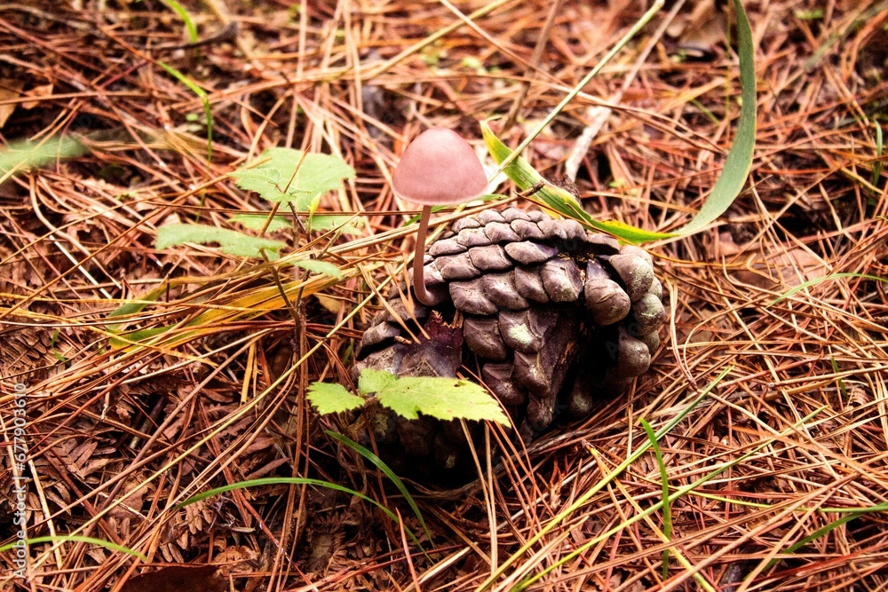Closeup of a mushroom growing on a pinecone on the ground in a forest Closeup of a mushroom growing on a pinecone on the ground in a forest