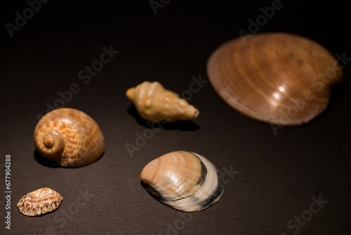 Seashells and stones on a grey table