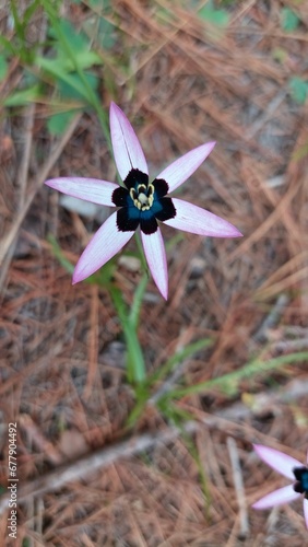 Closeup of blooming ixia viridiflora flower photo