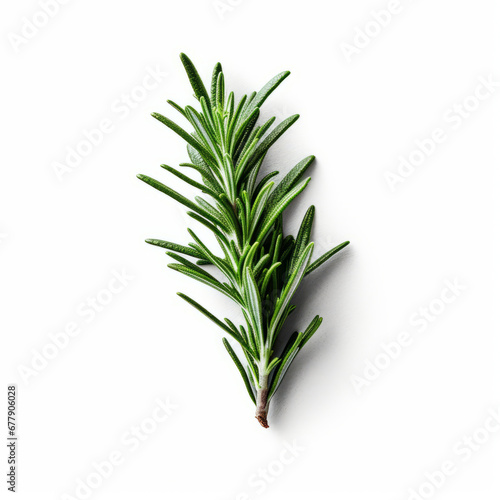 Fresh rosemary showcased with quality lighting on a white background.