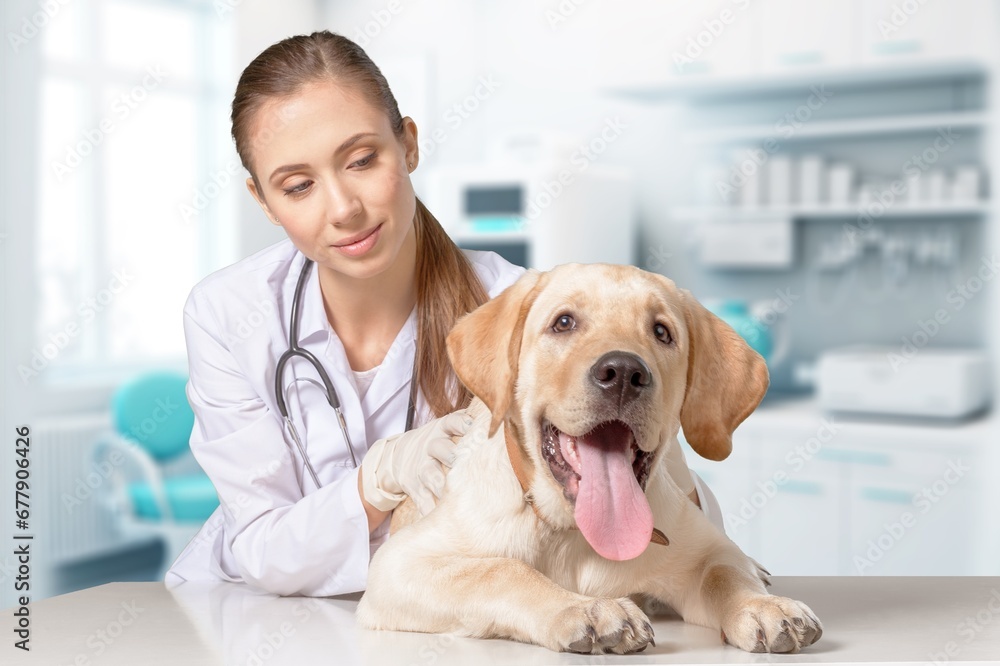 Vet doctor examining cute smart dog in clinic