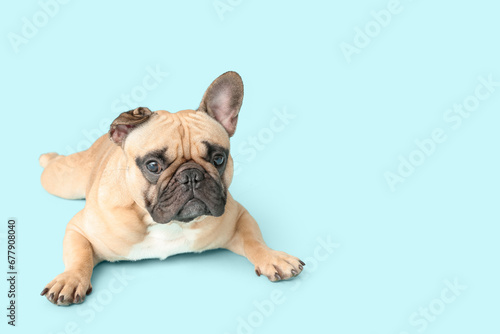 Cute French bulldog lying on blue background