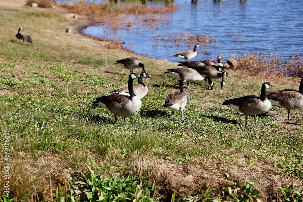 flock of Canadian geese foraging on the lake shore flock of Canadian geese foraging on the lake shore