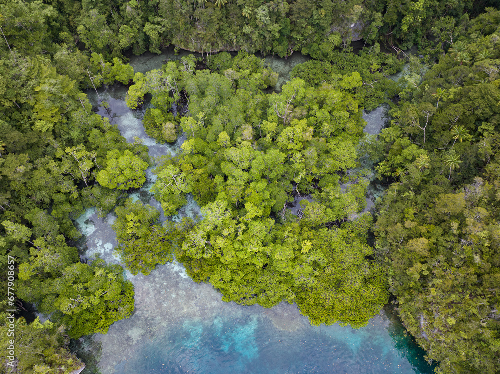 A mangrove forest is nestled into a limestone alcove in Raja Ampat, Indonesia. Mangroves, which are prevalent in the region, offer vital habitat for many species of fish and invertebrates.