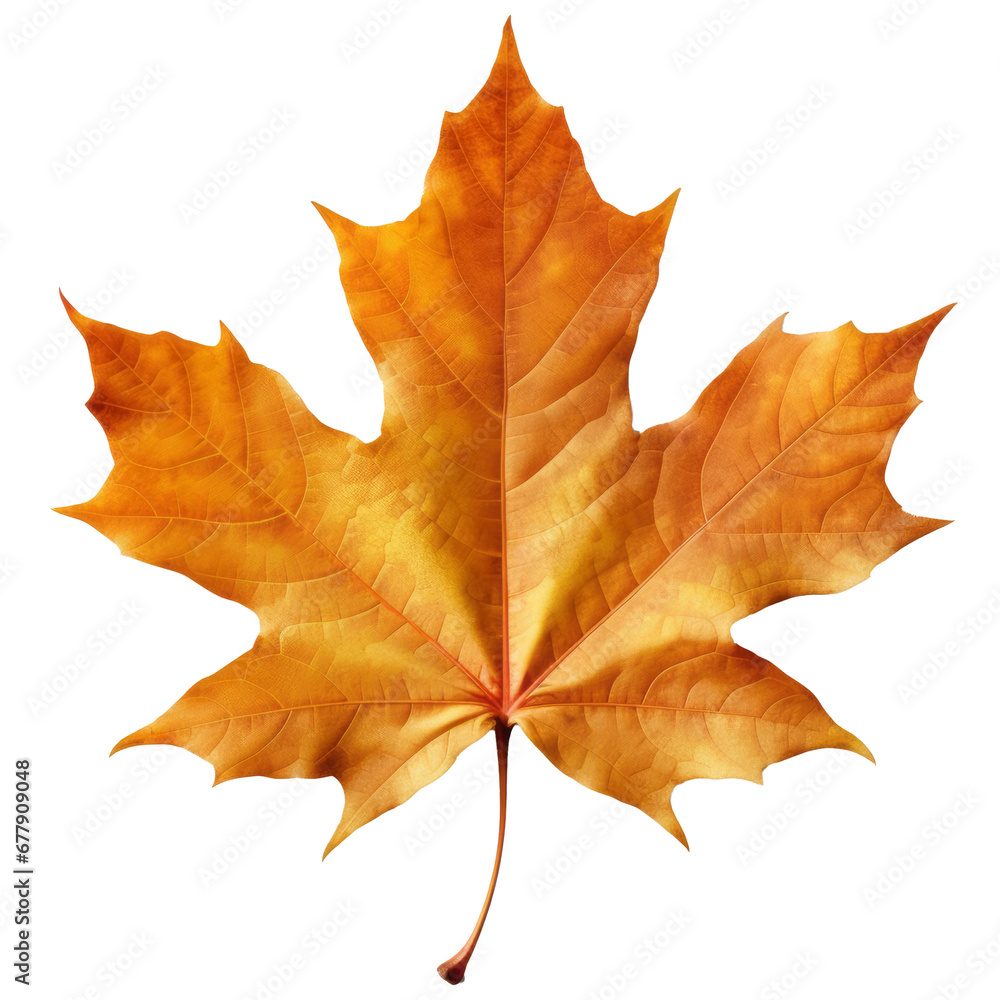 maple leaf on transparent background generative ai maple leaf on transparent background generative ai
