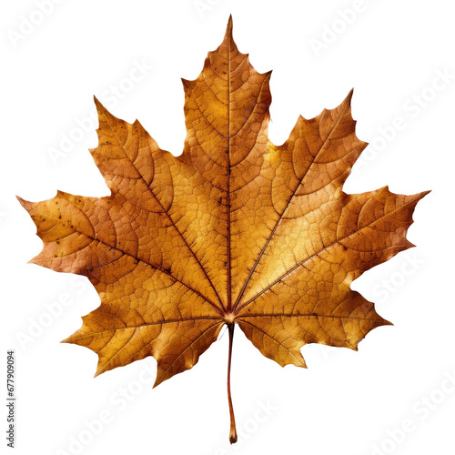 maple leaf on transparent background generative ai