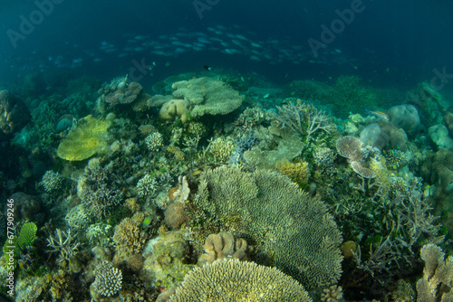 A variety of healthy corals thrive on a beautiful, shallow reef in Raja Ampat. This remote, tropical area is known as the heart of the Coral Triangle due to its incredible marine biodiversity.