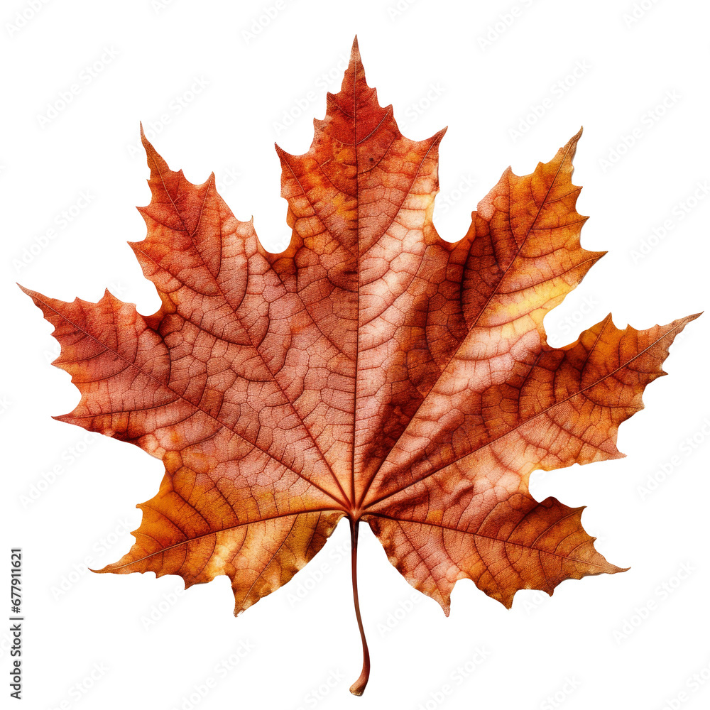 Obraz premium maple leaf on transparent background