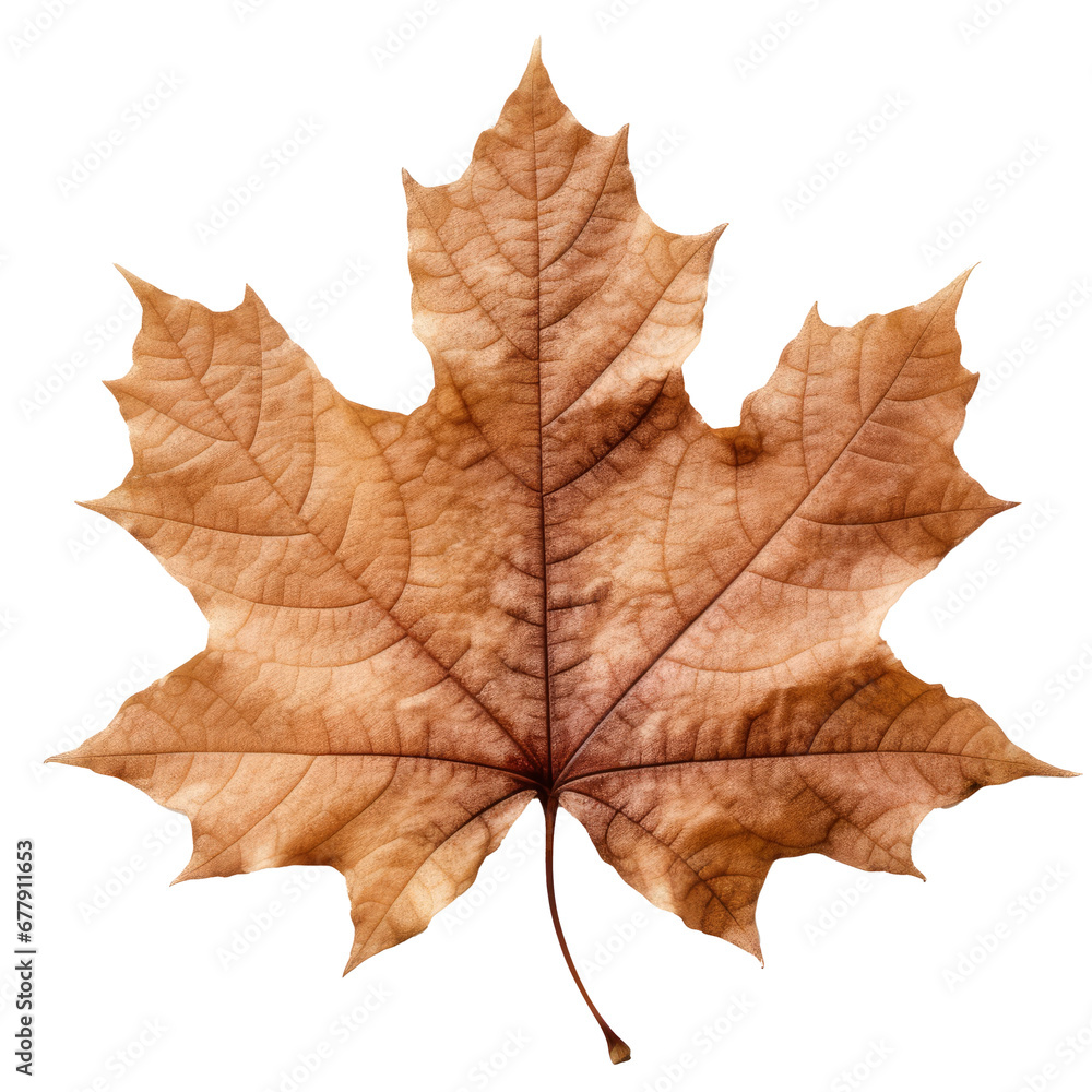 maple leaf on transparent background maple leaf on transparent background