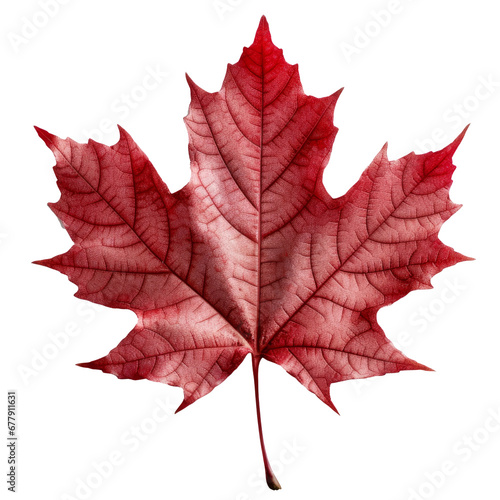 maple leaf on transparent background