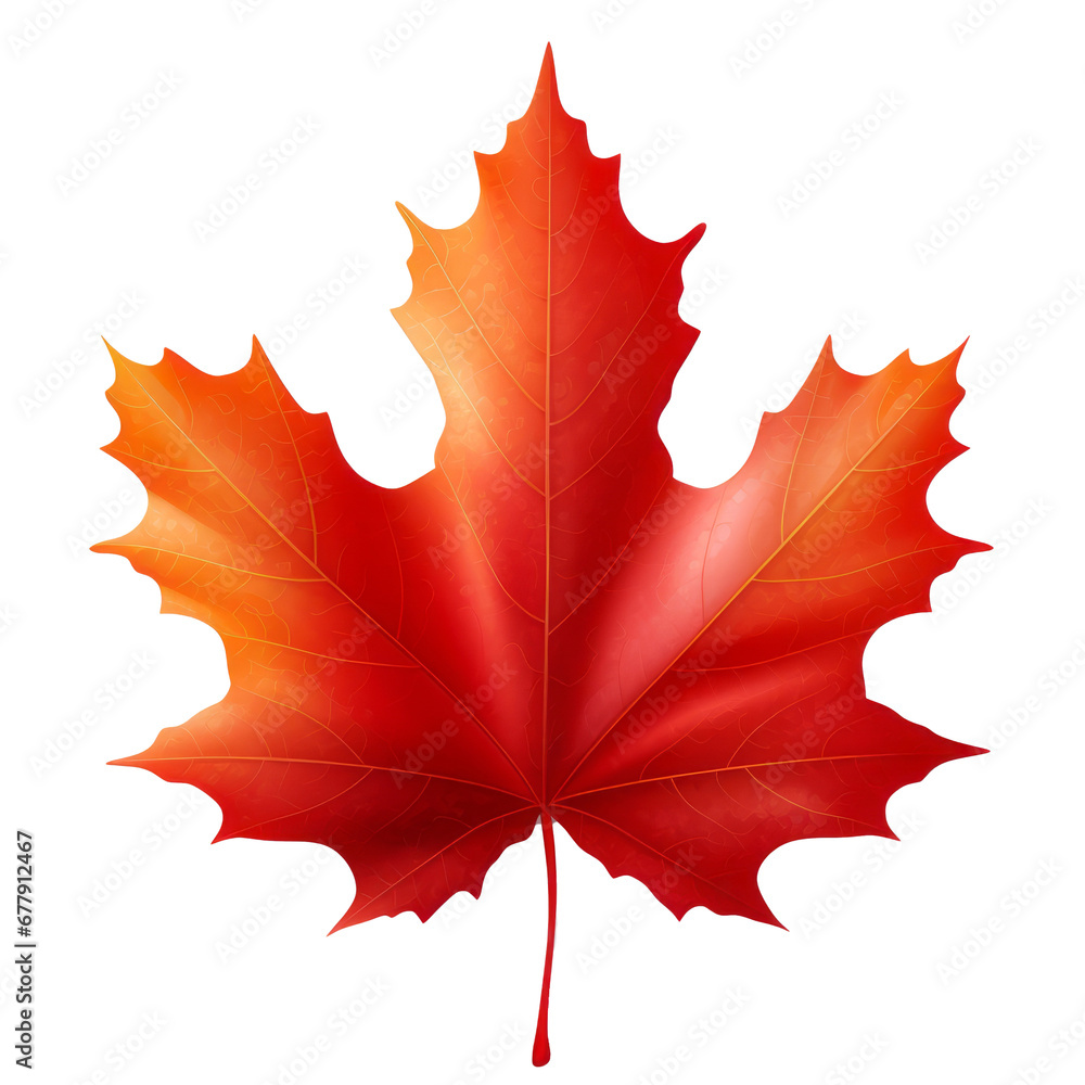 Fototapeta premium maple leaf on transparent background