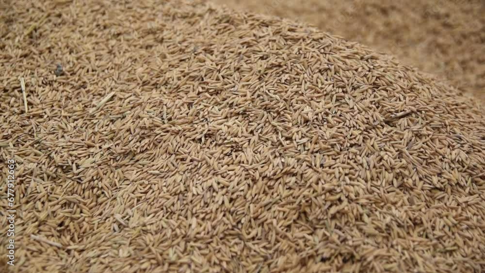 Pile of golden yellow rice paddy Pile of golden yellow rice paddy