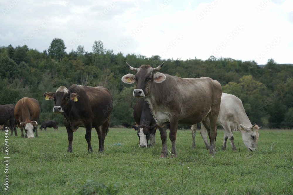 Group of grazing cows in the field Group of grazing cows in the field
