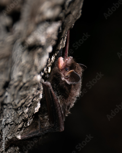 a close up of a silver haired bat (Lasionycterus noctivagans) in the Gila National Forest
