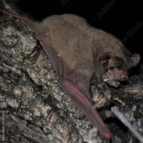 a close up of a Brazilian free-tailed bat (Tadarida brasiliensis)
