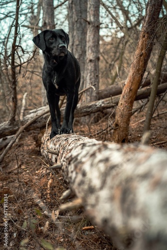 Vertical shot of a black dog in a forest