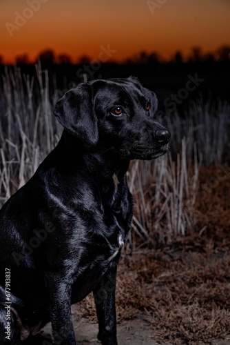 Vertical shot of a black dog at sunset