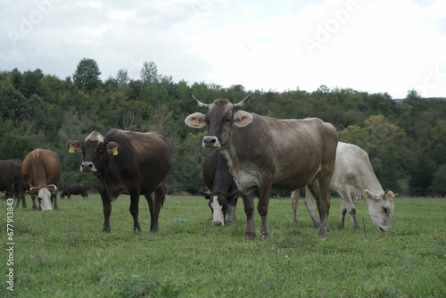 Group of grazing cows in the field