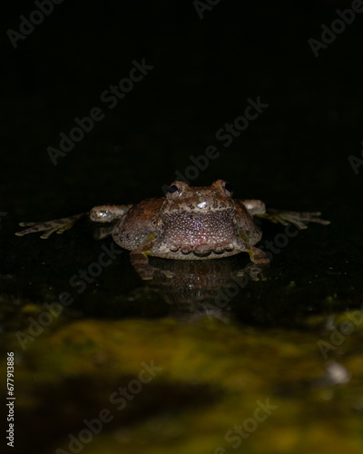 a canyon tree frog in the water in the gila national forest photo