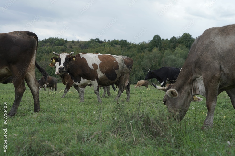 Closeup shot of grazing cows