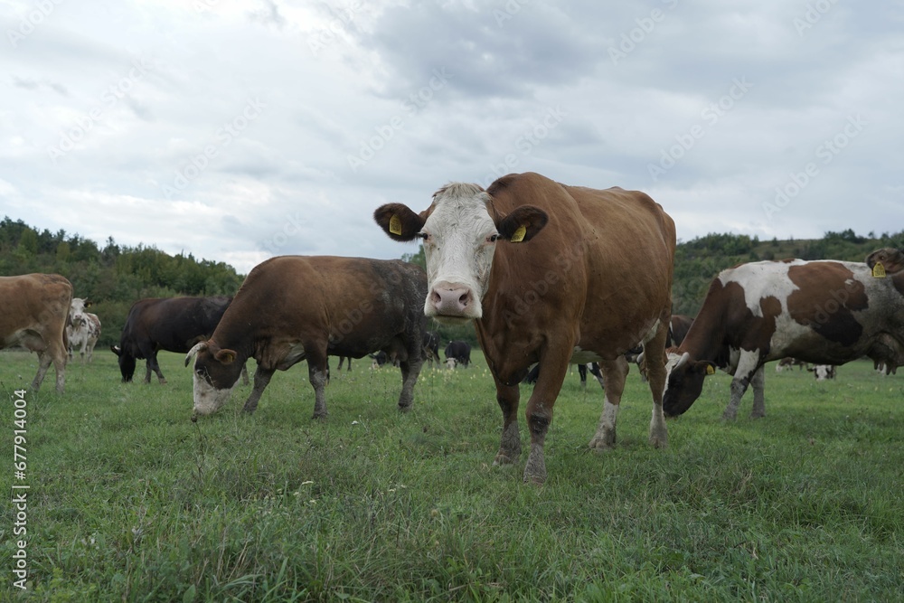 Closeup shot of grazing cows