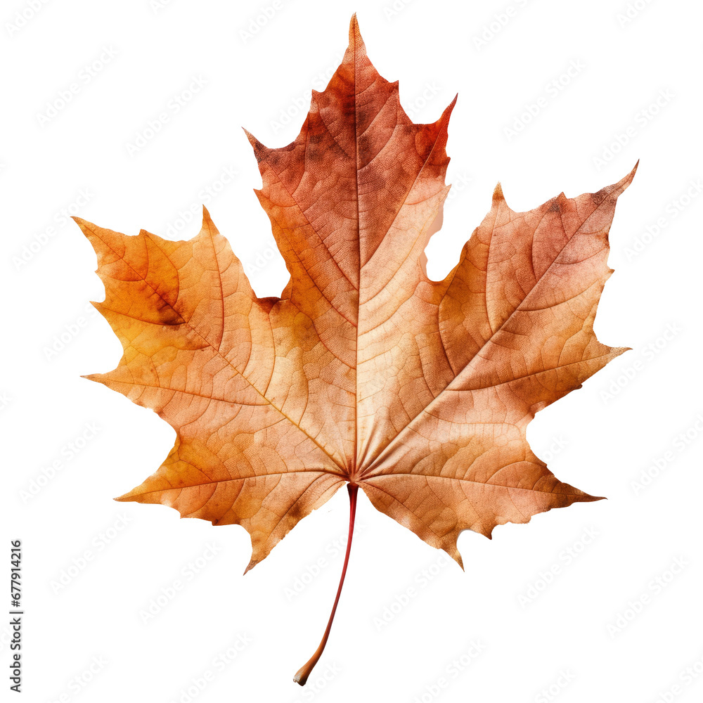maple leaf on transparent background maple leaf on transparent background