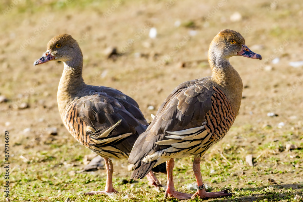 two plumed whistling ducks (Dendrocygna eytoni) standing together two plumed whistling ducks (Dendrocygna eytoni) standing together