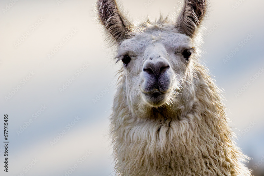 Portrait of a Graceful Alpaca Face with Expressive Eyes Portrait of a Graceful Alpaca Face with Expressive Eyes