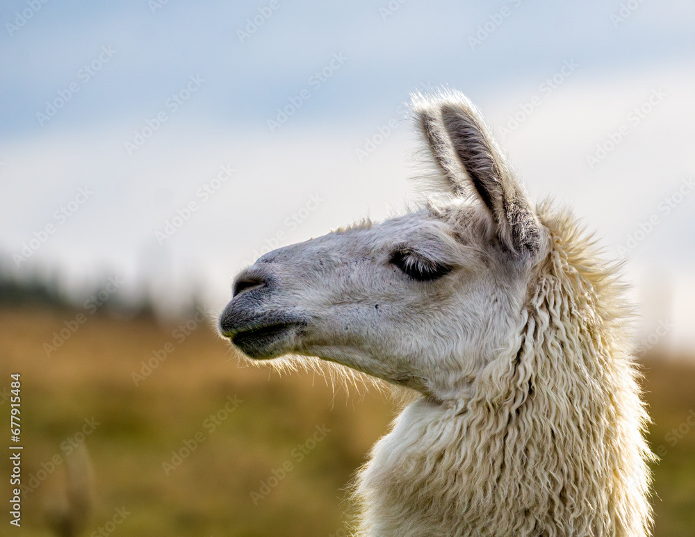 Obraz premium The Sweet Expression of an Alpaca's Face