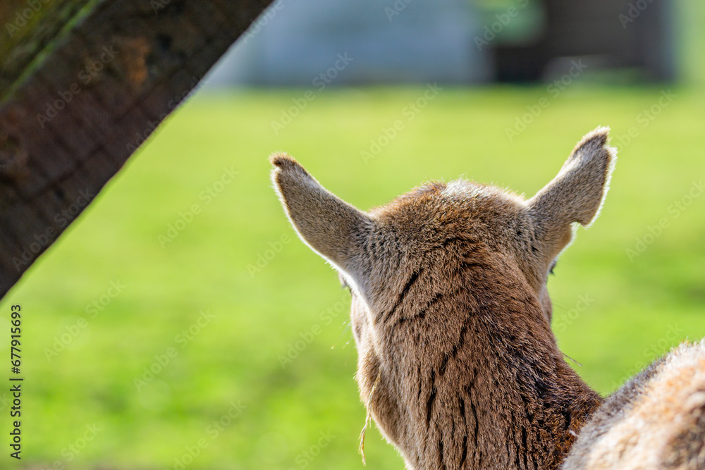 Fototapeta premium Female european mouflon (Ovis aries musimon) looking out