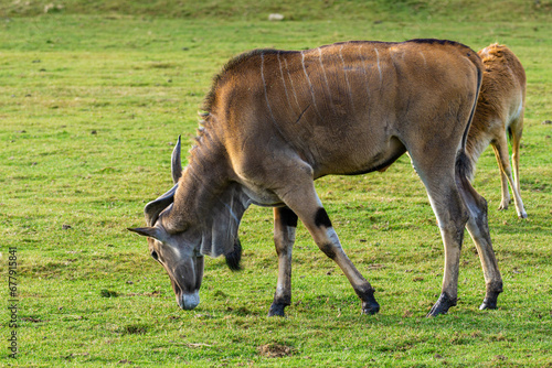 giant eland (Taurotragus derbianus) eating grass photo