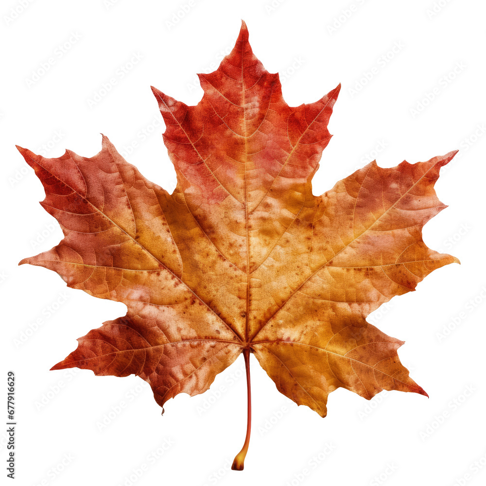 Obraz premium maple leaf on transparent background