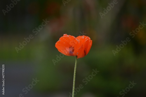 Side closeup of a red poppy on the dark blurred background