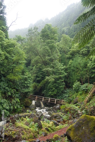 Azores Rainforest
