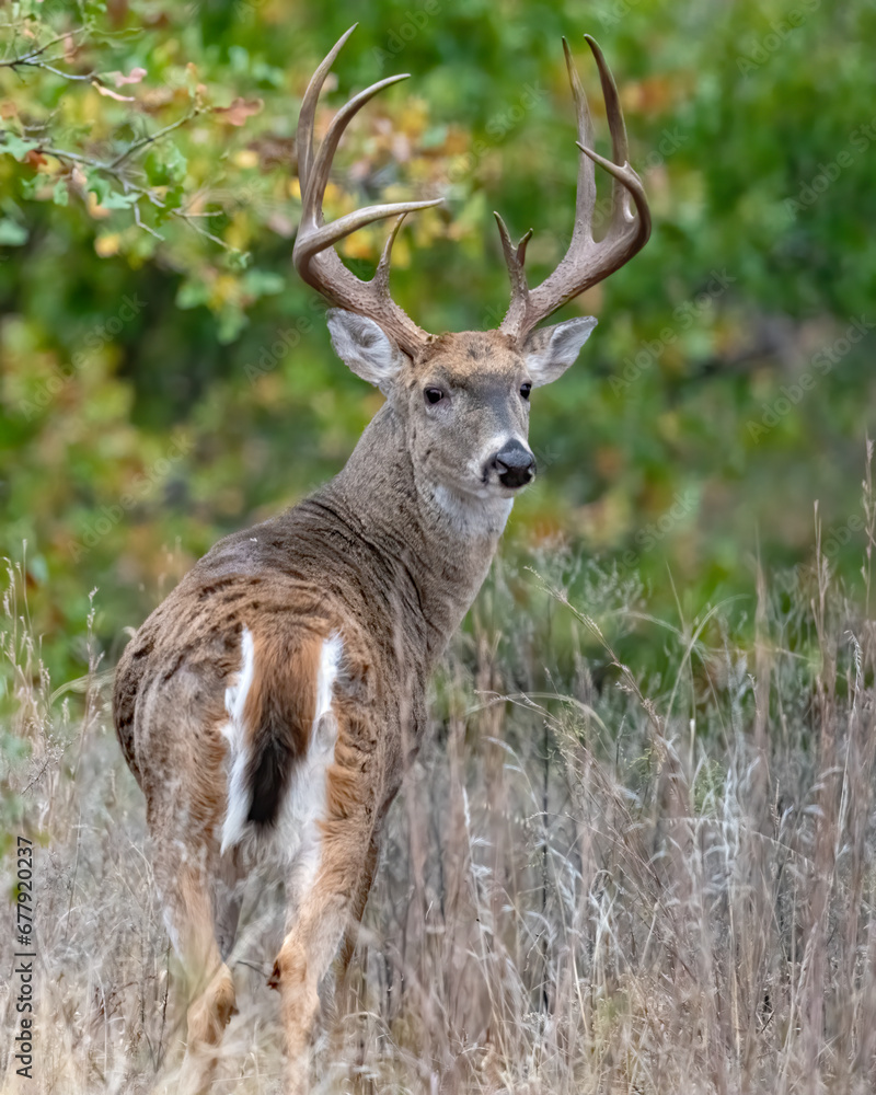 Fototapeta premium White-tailed Deer male