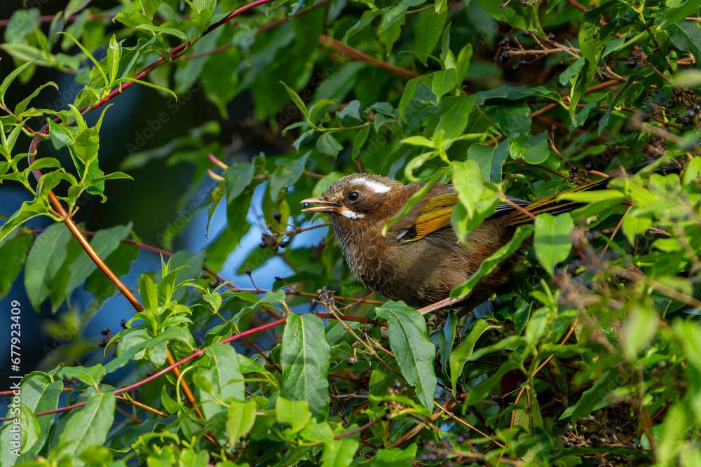 White-whiskered Laughingthrush endemic bird taiwan White-whiskered Laughingthrush endemic bird taiwan