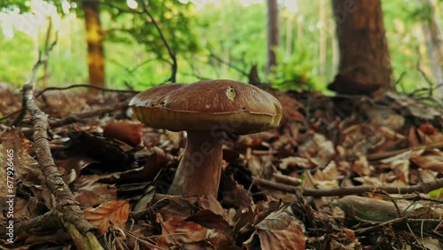Close-up of an edible boletus mushroom surrounded by autumn leaves bokeh effect photo