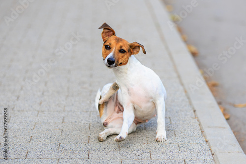 A cute Jack Russell Terrier dog scratches itself with its back paw while walking. Pet portrait with selective focus